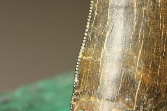 アルバートサウルスの上顎の歯(前上顎骨歯)(その11)