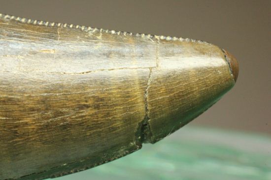 アルバートサウルスの上顎の歯（前上顎骨歯）（その4）