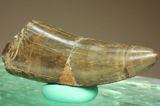 アルバートサウルスの上顎の歯(前上顎骨歯)(その7)