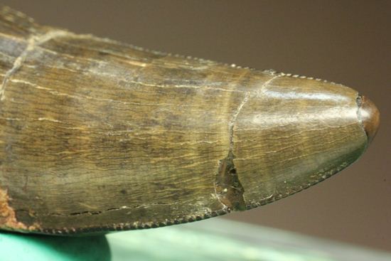 アルバートサウルスの上顎の歯（前上顎骨歯）（その8）