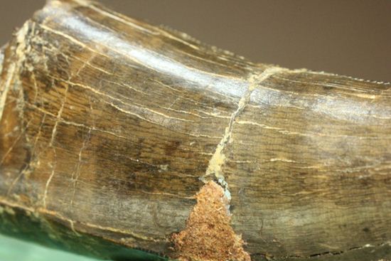 アルバートサウルスの上顎の歯(前上顎骨歯)(その9)