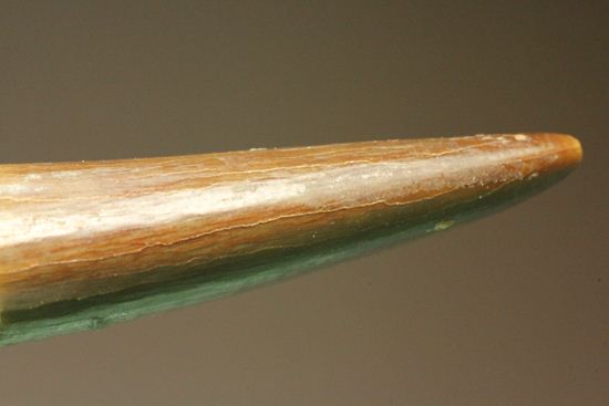 ロンカーで6.8cmという長~いなが~いエラスモサウルス極上歯(その11)