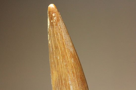 ロンカーで6.8cmという長~いなが~いエラスモサウルス極上歯(その13)