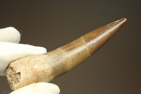 ロンカーで6.8cmという長~いなが~いエラスモサウルス極上歯(その20)