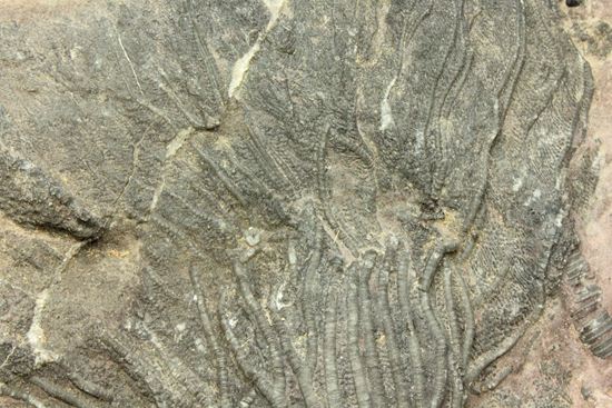 まるで海中を漂うかのようなウミユリ化石（Scyphocrinus elegans）（その11）