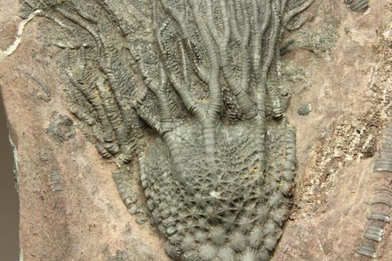 まるで海中を漂うかのようなウミユリ化石（Scyphocrinus elegans）（その12）