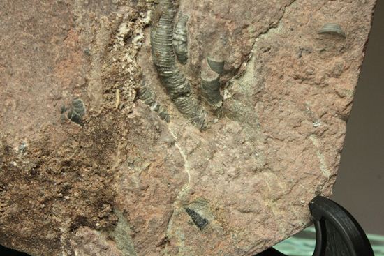 まるで海中を漂うかのようなウミユリ化石（Scyphocrinus elegans