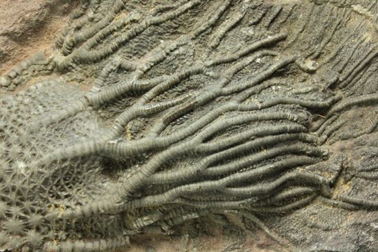 まるで海中を漂うかのようなウミユリ化石（Scyphocrinus elegans）（その3）