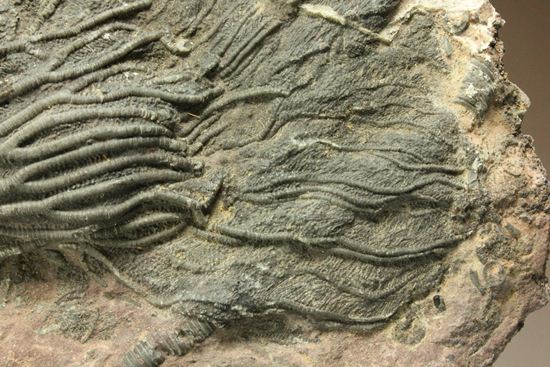 まるで海中を漂うかのようなウミユリ化石（Scyphocrinus elegans