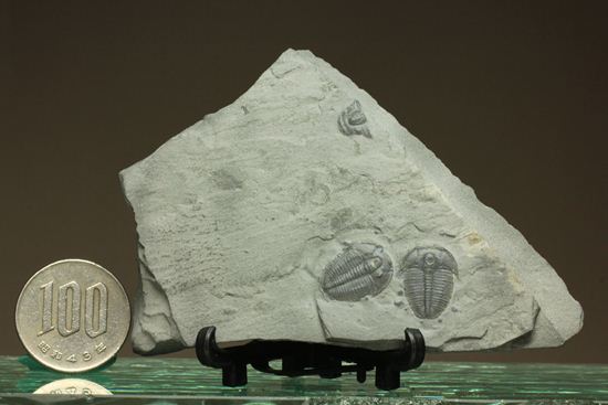 自由頬がばっちり保存！可愛いエルラシアキンギのプレート化石（その10）