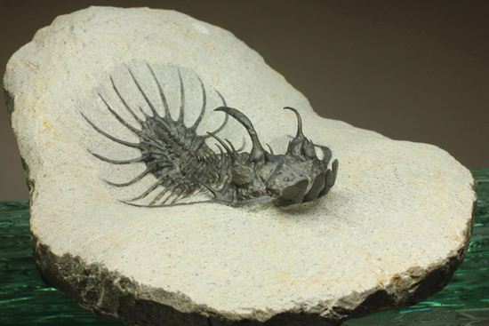 マニア垂涎のクオリティを有するクアドロプス(Quadrops)(その11)