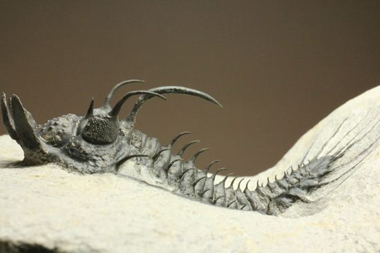 マニア垂涎のクオリティを有するクアドロプス(Quadrops)(その20)