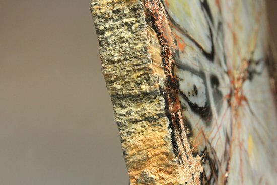 年輪がよくわかる！石英の色彩が豊かなマダガスカル産珪化木（ケイカボク）（その14）