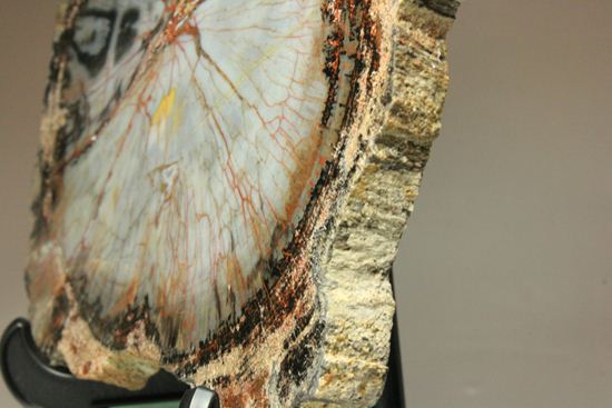 年輪がよくわかる！石英の色彩が豊かなマダガスカル産珪化木（ケイカボク）（その15）
