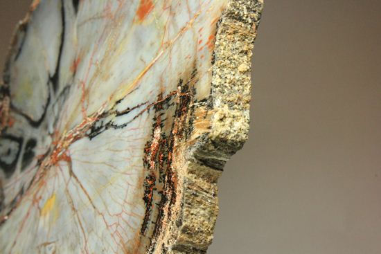 年輪がよくわかる！石英の色彩が豊かなマダガスカル産珪化木（ケイカボク）（その16）