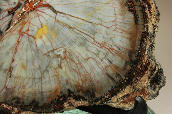 年輪がよくわかる！石英の色彩が豊かなマダガスカル産珪化木（ケイカボク）（その4）