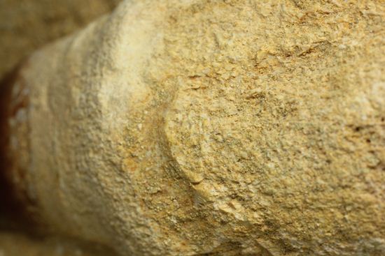 お子様のプレゼントに最適。厚みあり！母岩つきでっかいモササウルス歯化石（その11）