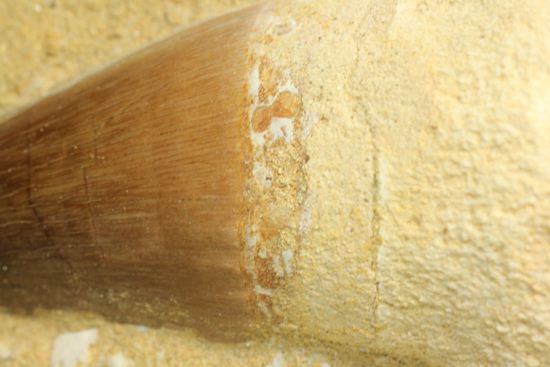お子様のプレゼントに最適。厚みあり！母岩つきでっかいモササウルス歯化石（その12）