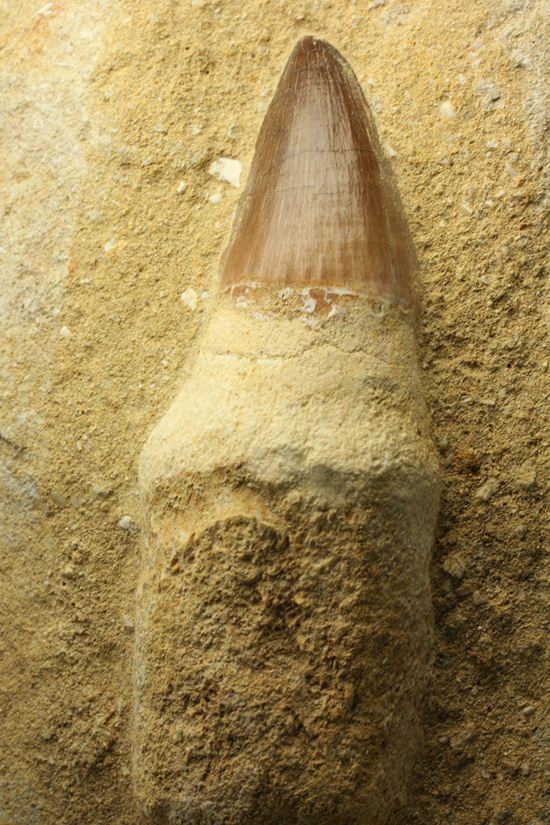 お子様のプレゼントに最適。厚みあり！母岩つきでっかいモササウルス歯化石（その15）