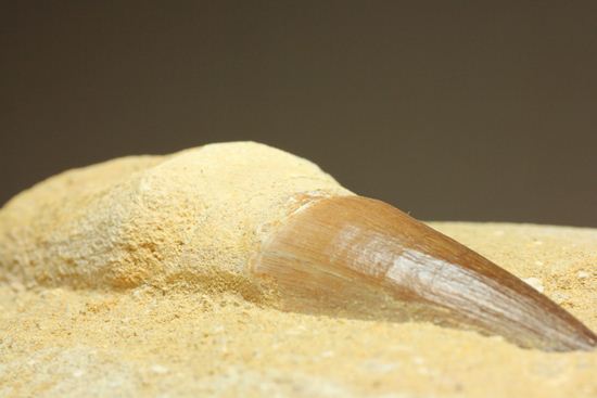 お子様のプレゼントに最適。厚みあり！母岩つきでっかいモササウルス歯化石（その18）