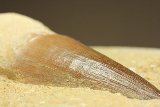 お子様のプレゼントに最適。厚みあり！母岩つきでっかいモササウルス歯化石（その19）