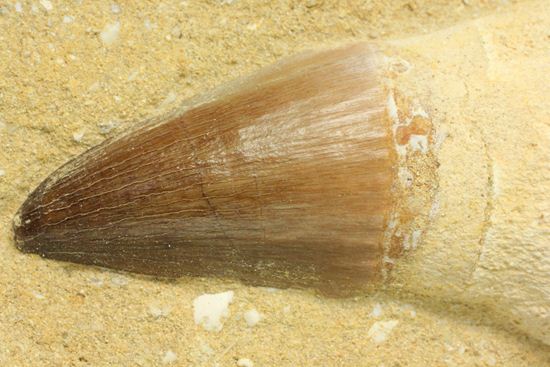 お子様のプレゼントに最適。厚みあり！母岩つきでっかいモササウルス歯化石（その3）