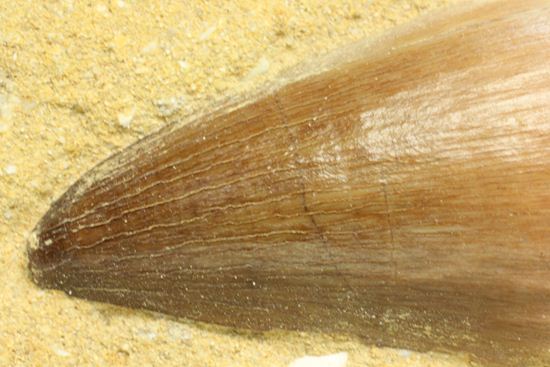 お子様のプレゼントに最適。厚みあり！母岩つきでっかいモササウルス歯化石（その6）