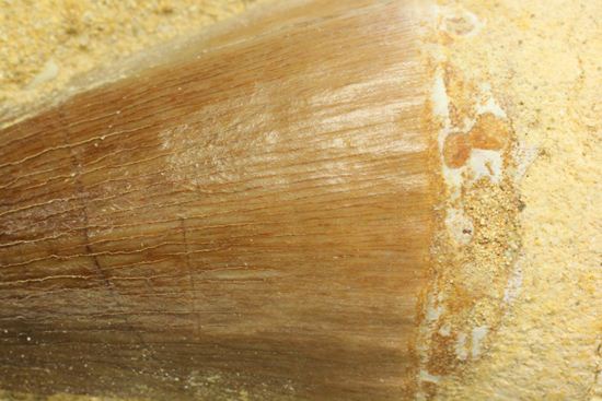 お子様のプレゼントに最適。厚みあり！母岩つきでっかいモササウルス歯化石（その7）