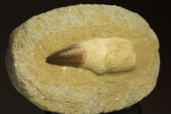 お子様のプレゼントに最適。厚みあり！母岩つきでっかいモササウルス歯化石（その8）