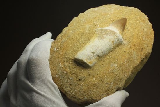 歯根まで保存された、母岩つきモササウルス歯化石（その12）