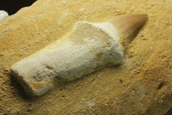 歯根まで保存された、母岩つきモササウルス歯化石（その13）