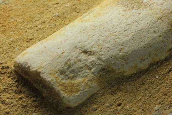 歯根まで保存された、母岩つきモササウルス歯化石（その14）