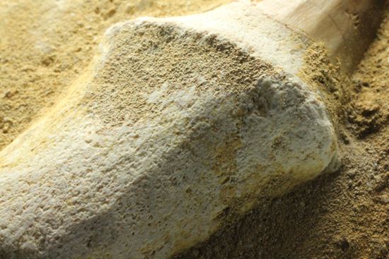 歯根まで保存された、母岩つきモササウルス歯化石（その15）