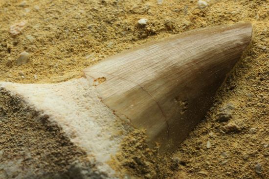 歯根まで保存された、母岩つきモササウルス歯化石（その16）