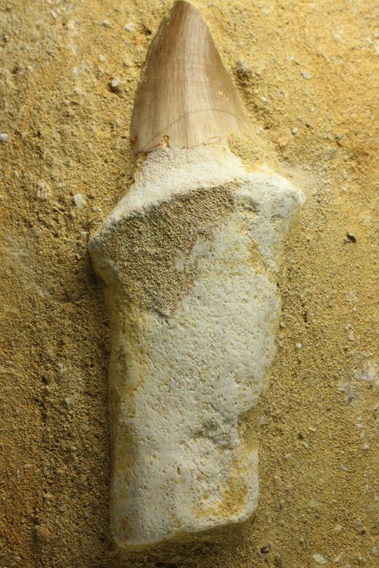 歯根まで保存された、母岩つきモササウルス歯化石（その17）