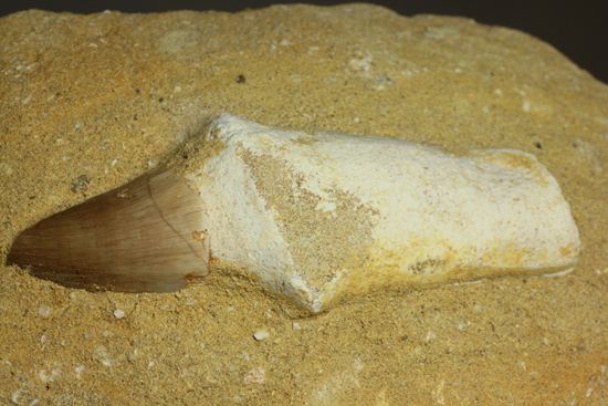 歯根まで保存された、母岩つきモササウルス歯化石（その18）