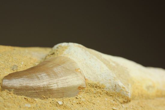 歯根まで保存された、母岩つきモササウルス歯化石（その19）
