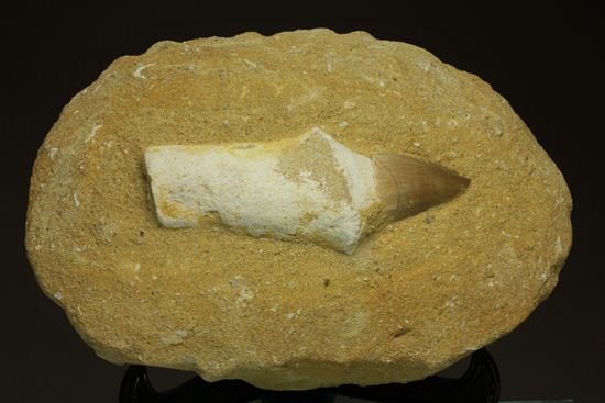 歯根まで保存された、母岩つきモササウルス歯化石（その2）