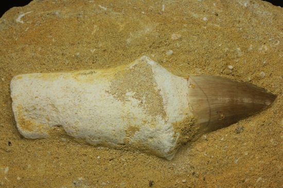 歯根まで保存された、母岩つきモササウルス歯化石（その3）