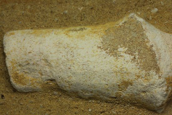 歯根まで保存された、母岩つきモササウルス歯化石（その7）