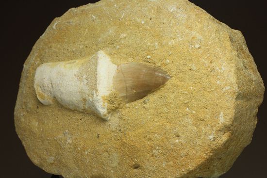 歯根まで保存された、母岩つきモササウルス歯化石（その9）