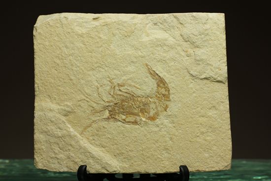 レバノン共和国産エビ化石（海老化石）（その2）