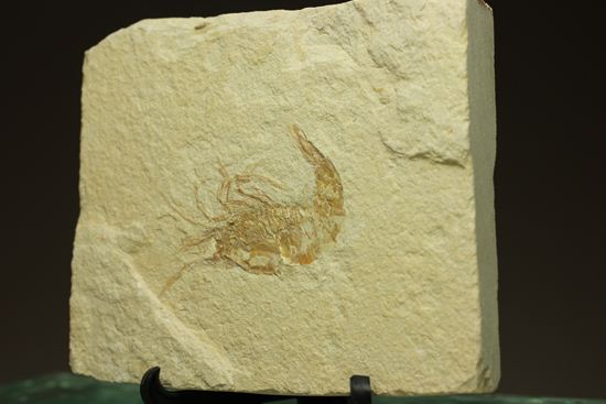 レバノン共和国産エビ化石（海老化石）（その4）