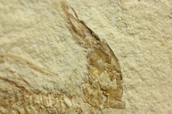 レバノン共和国産エビ化石（海老化石）（その6）
