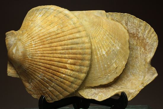 3枚連結！イタリア産ホタテ貝ペクテンの化石（Pecten Flabelifoomis）（その1）