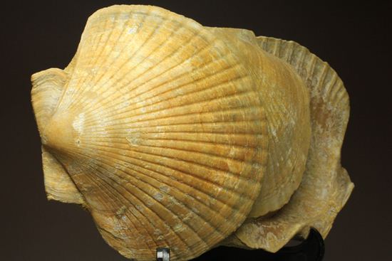 3枚連結！イタリア産ホタテ貝ペクテンの化石（Pecten Flabelifoomis）（その2）