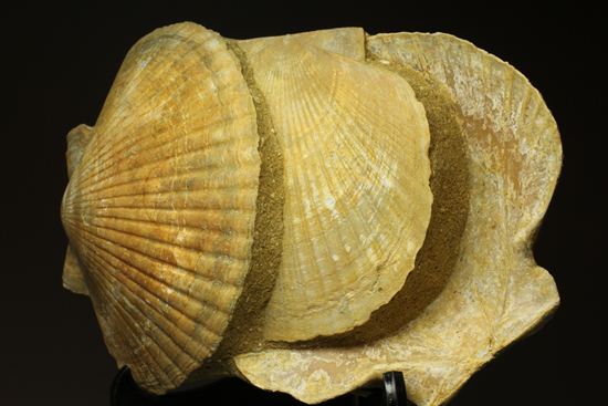 3枚連結！イタリア産ホタテ貝ペクテンの化石（Pecten Flabelifoomis）（その3）