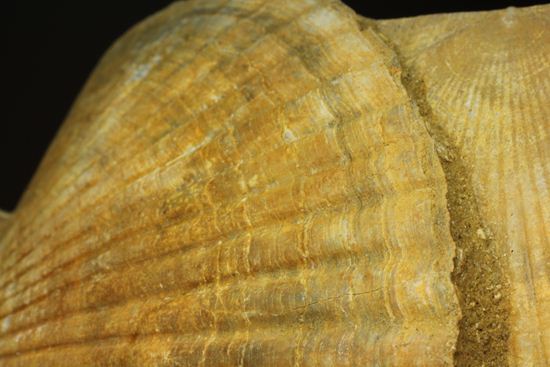 3枚連結！イタリア産ホタテ貝ペクテンの化石（Pecten Flabelifoomis）（その4）