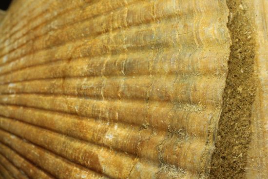 3枚連結！イタリア産ホタテ貝ペクテンの化石（Pecten Flabelifoomis）（その6）