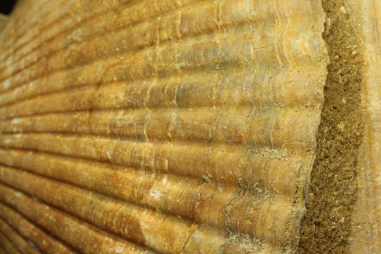 3枚連結！イタリア産ホタテ貝ペクテンの化石（Pecten Flabelifoomis）（その6）